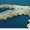 Ruban Pailleté Blanc Cassé  12 mm